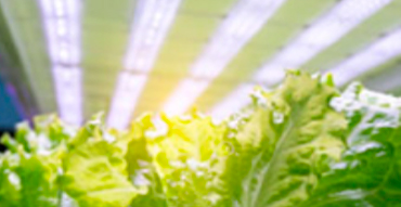 Iluminación de horticultura